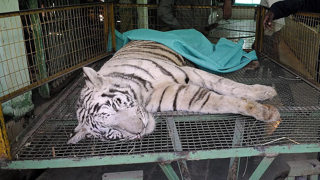 Representative image of a dead tiger (photos: Getty Images)