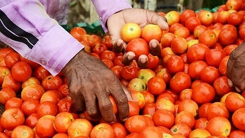 Tomatoes (photo: IANS)