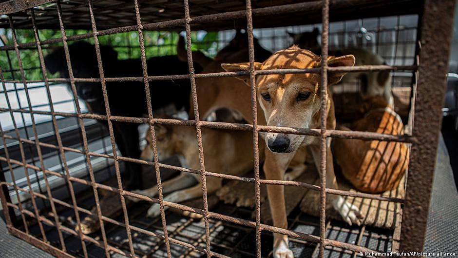 What 'shelter' for Delhi dogs could look like, given the paucity of space and their numbers in crores