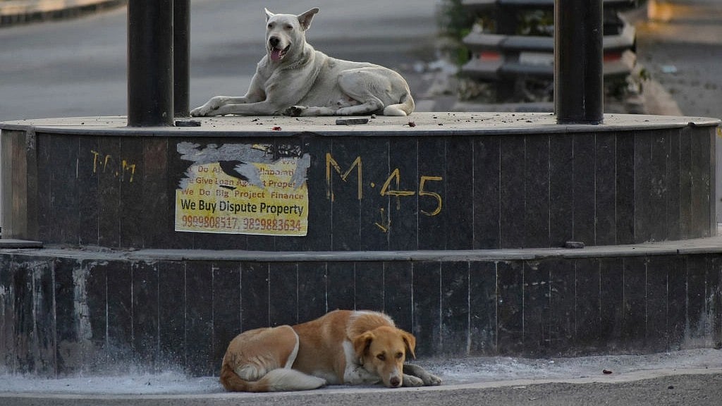 FIR lodged over alleged misinformation on Delhi schools’ stray dog circular
