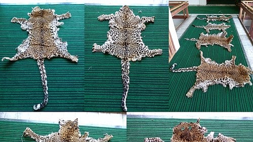 Eight including J&K cop arrested by DRI with four leopard skins