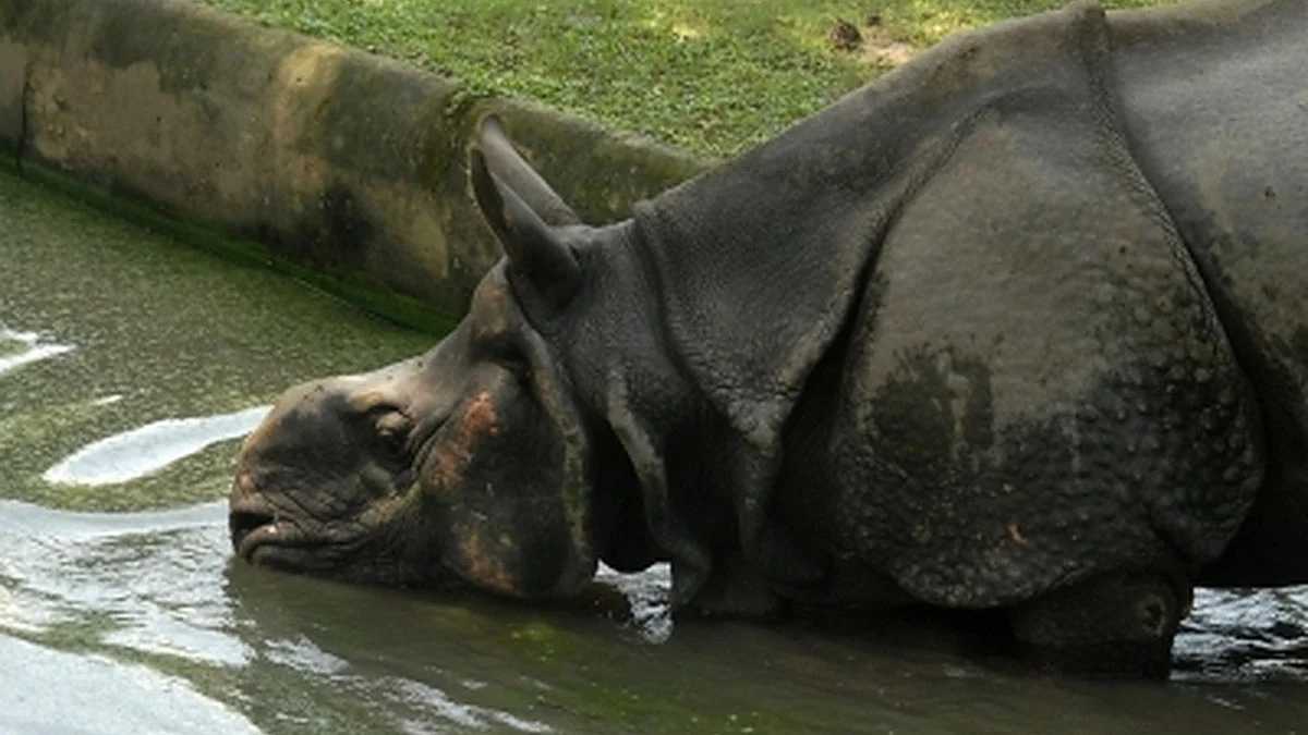 Carcass of a rhino (Photo: IANS)