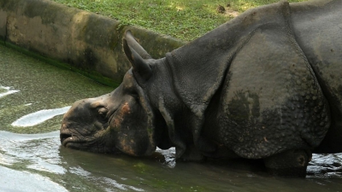 Carcass of a rhino (Photo: IANS)