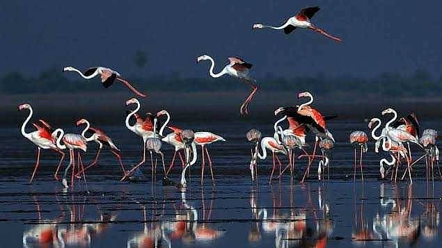 Pulicat Lake is Chennai's largest hydrological and flood drainage system. Records suggest that over 200 bird species, most of them migratory, come here in thousands.  (Photo courtesy: Twitter/@yov_jakie) 
