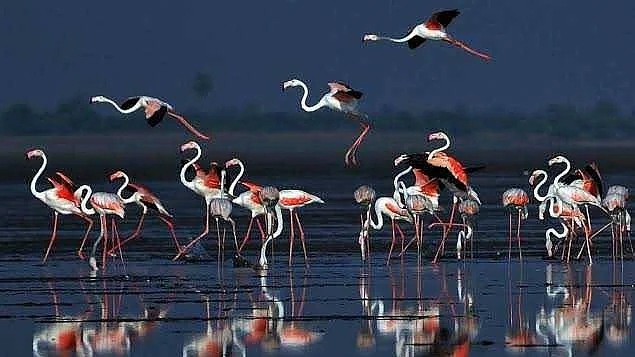 Pulicat Lake is Chennai's largest hydrological and flood drainage system. Records suggest that over 200 bird species, most of them migratory, come here in thousands. (Photo courtesy: Twitter/@yov_jakie)