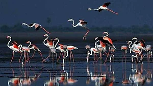 Pulicat Lake is Chennai's largest hydrological and flood drainage system. Records suggest that over 200 bird species, most of them migratory, come here in thousands. (Photo courtesy: Twitter/@yov_jakie)