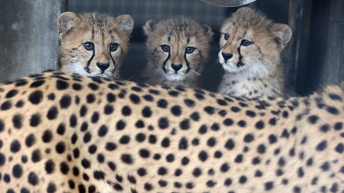 Representative image of Leopard cubs (Steve Russell/Toronto Star via Getty Images)