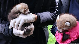 Germany: Endangered red panda gives birth to 2 cubs at zoo