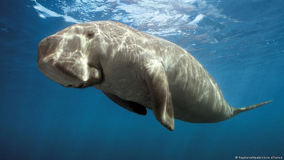 India: Mission to save the dugong to help marine ecosystems