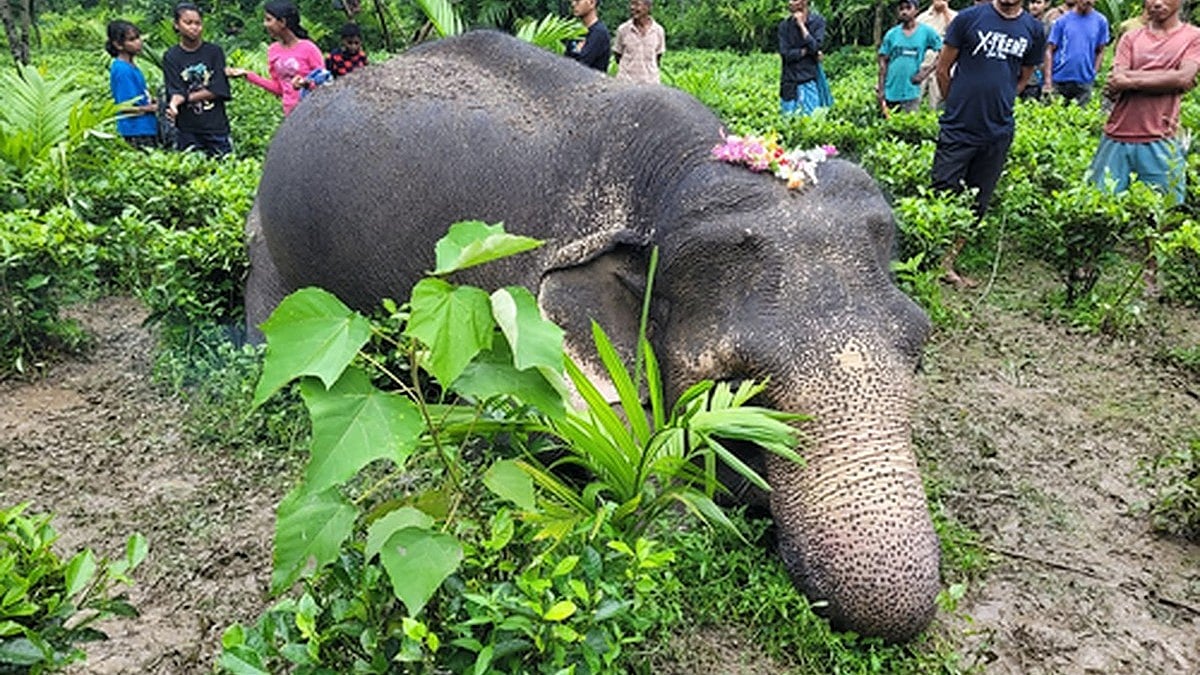 Assam: Elephant dies due to electrocution
