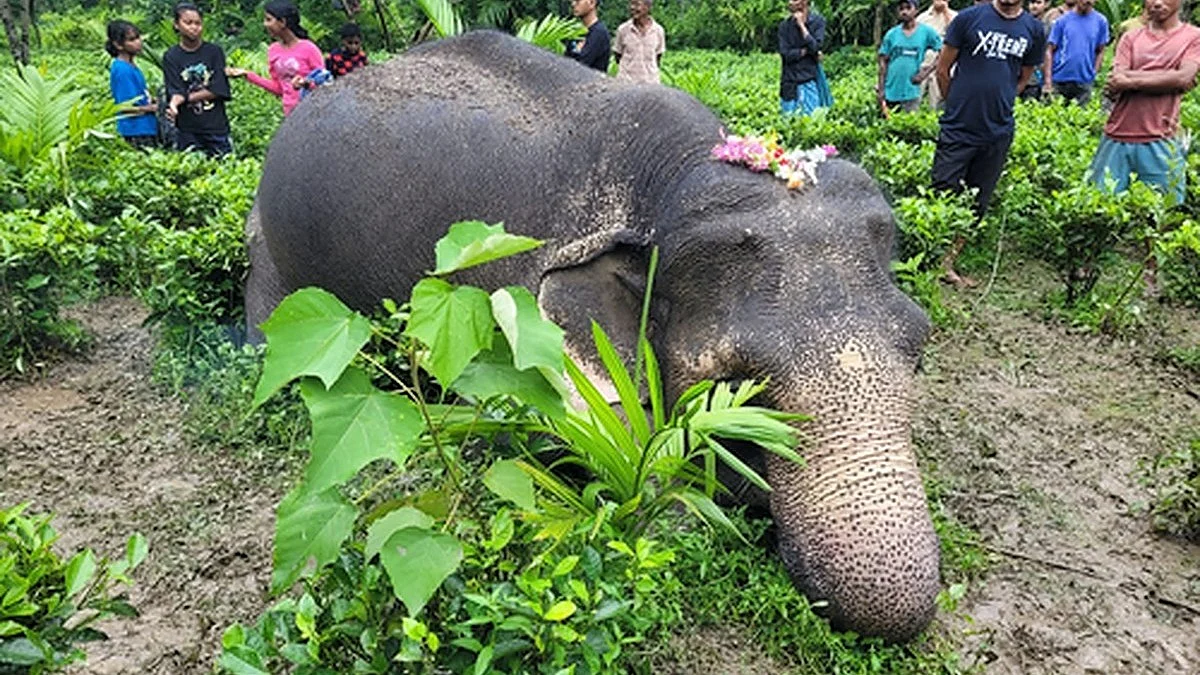 A team from the forest department including Das and others rushed to the spot (Photo: IANS)