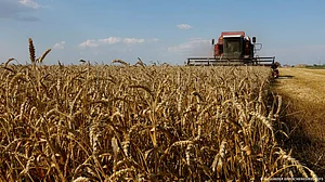 Global rice crisis reminiscent of 2008 Asian food price scare