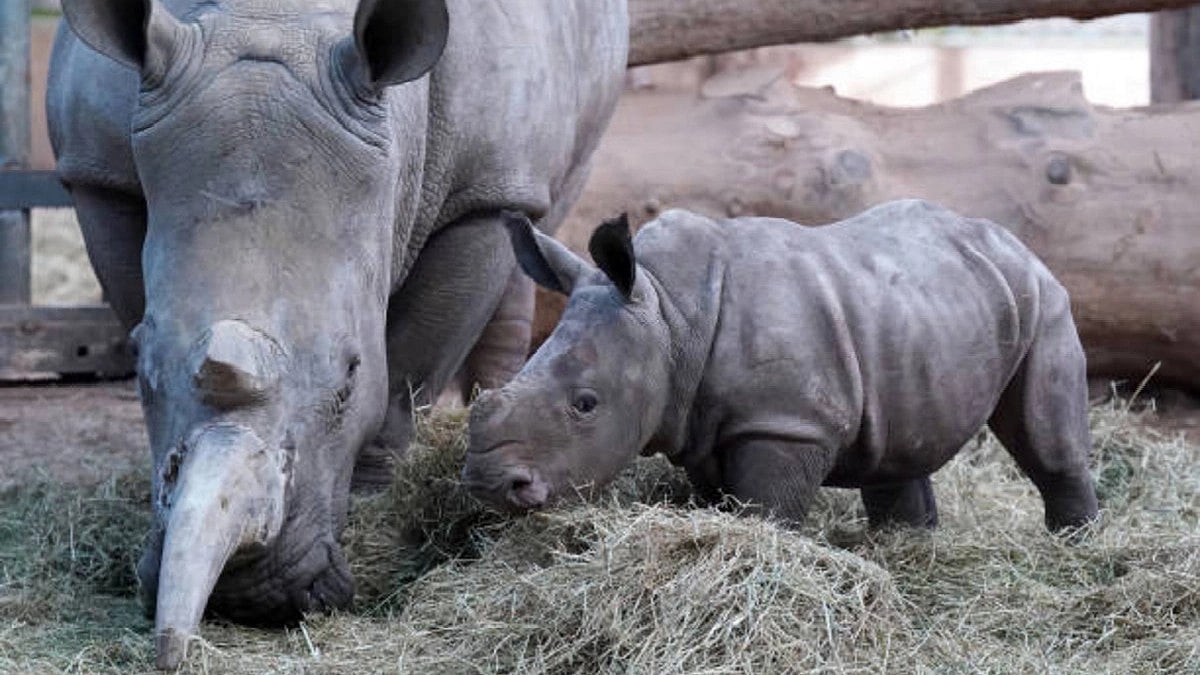 Bihar to constitute 'Rhino Task Force' for the reintroduction of rhino conservation scheme