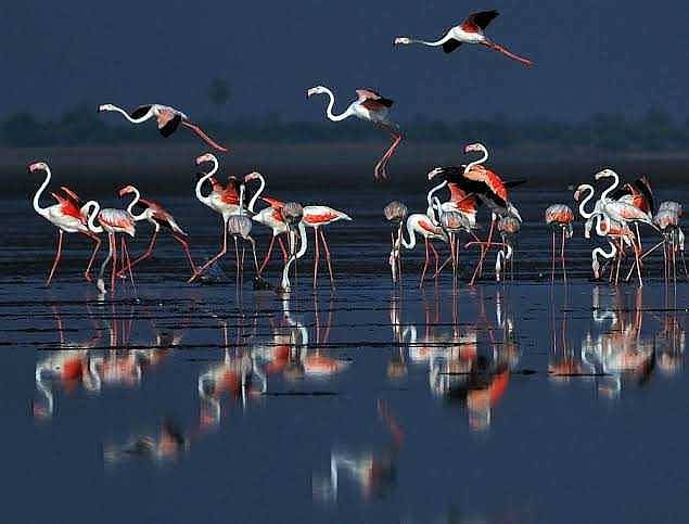 Pulicat Lake is Chennai's largest hydrological and flood drainage system. Records suggest that over 200 bird species, most of them migratory, come here in thousands. (Photo courtesy: Twitter/@yov_jakie)