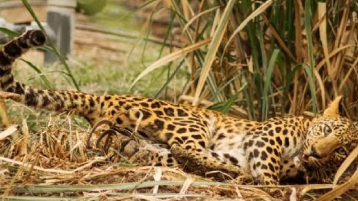 Representative image of a leopard (photo: IANS)