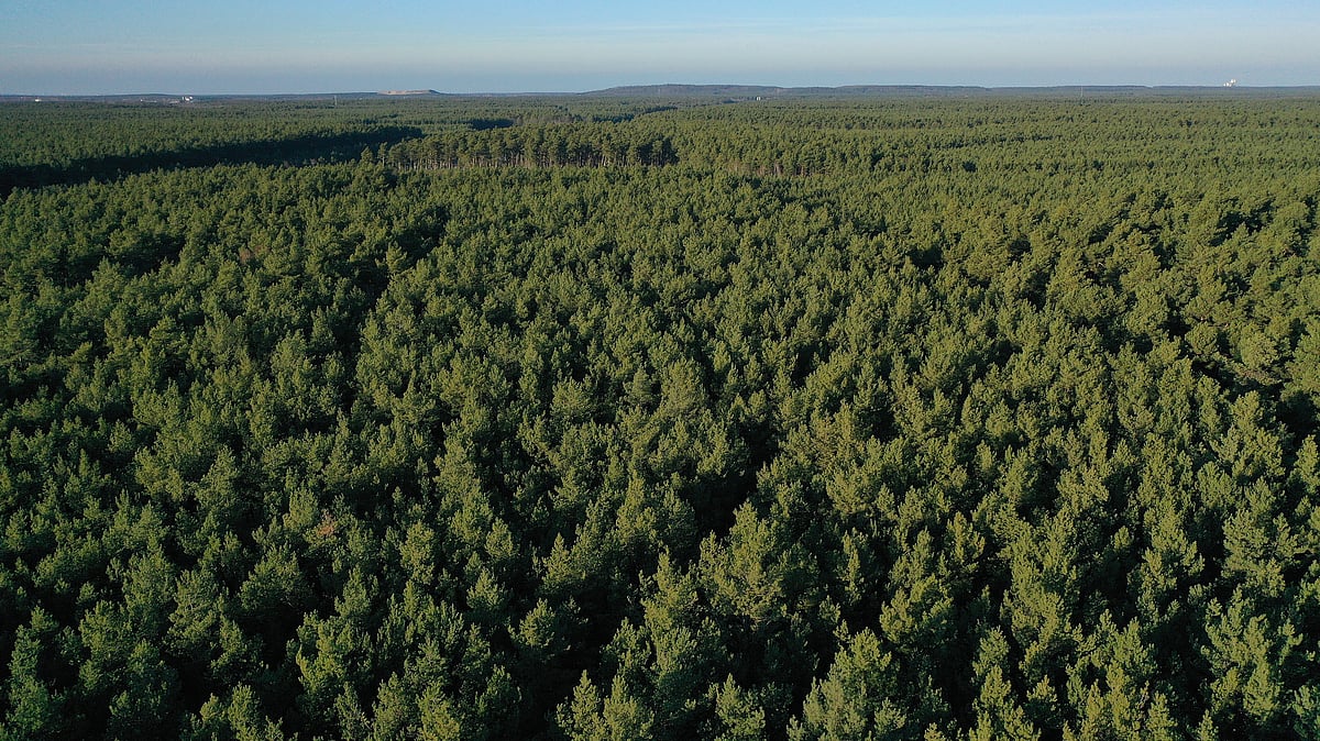 Over 3 lakh hectares of forest land diverted under Forest Conservation Act in 15 years: Govt