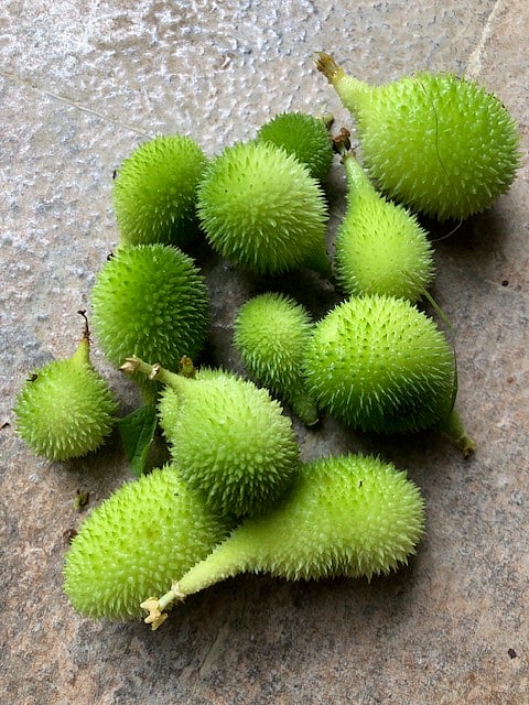 Kartola, which grows wild during the monsoon
and is foraged