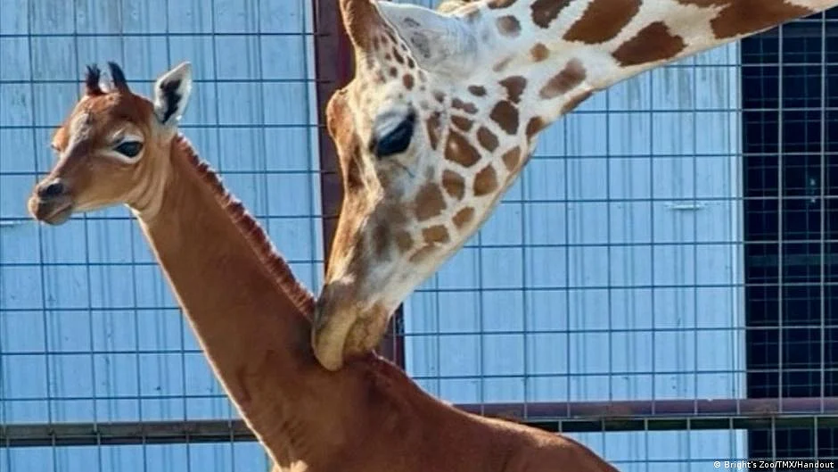 Rare breed of giraffe (Photo: DW)