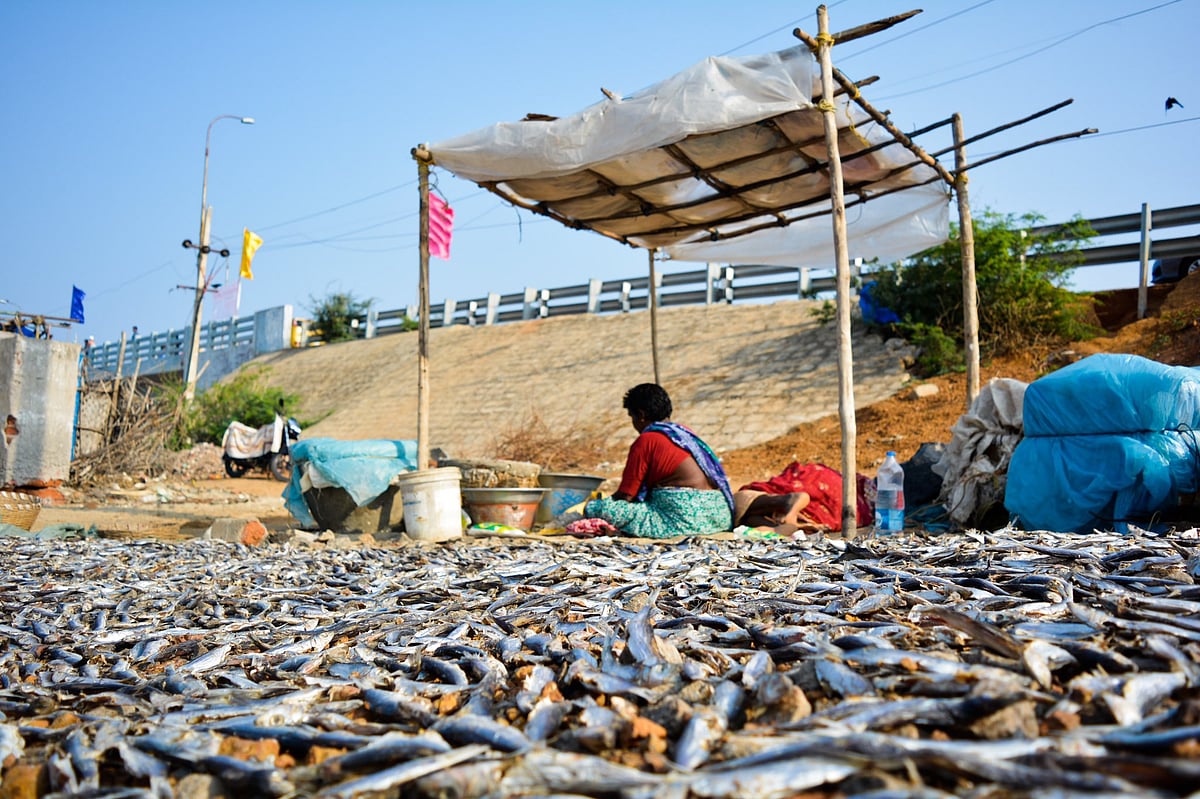 A woman drying fish near the Pulicat Lake (Photo courtesy: Twitter/@disharavii)