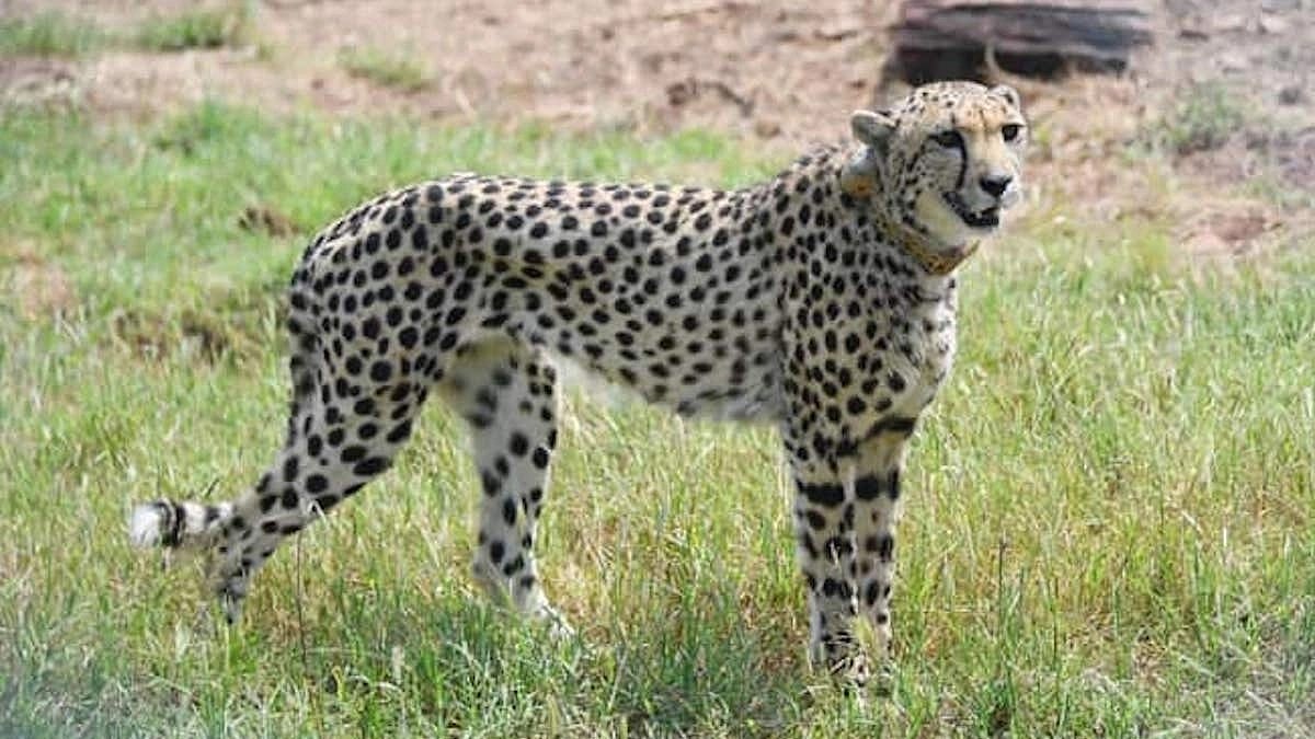 Cheetah in Kuno National park (photo: @Rajababu2345/X)