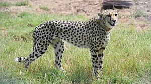 8 cheetahs to be brought to India from Botswana; first four to arrive in May