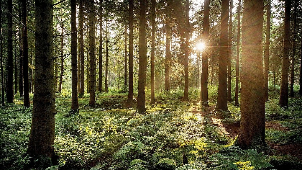 New study deems carbon credit 'worthless', raises concerns about their effectiveness in forest preservation
