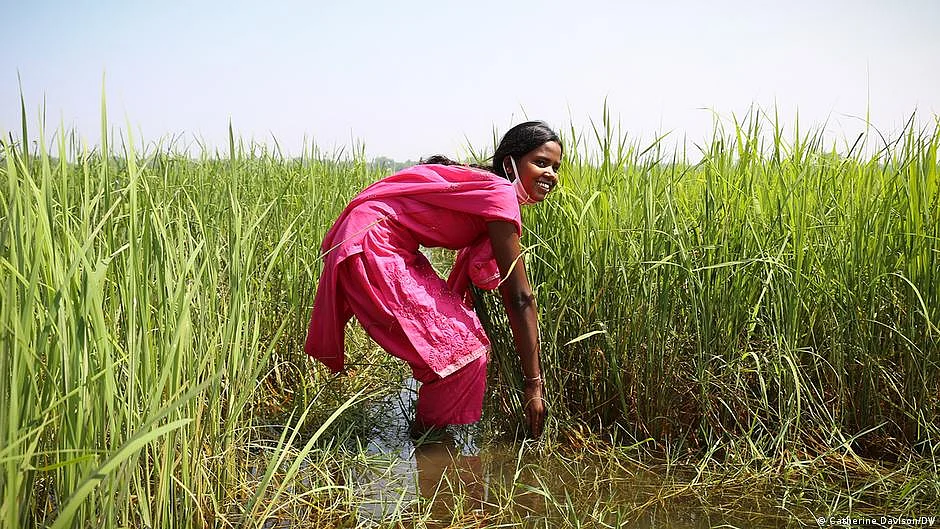 This is likely to worsen food insecurity in many countries that rely on rice as a staple (Photo: DW)