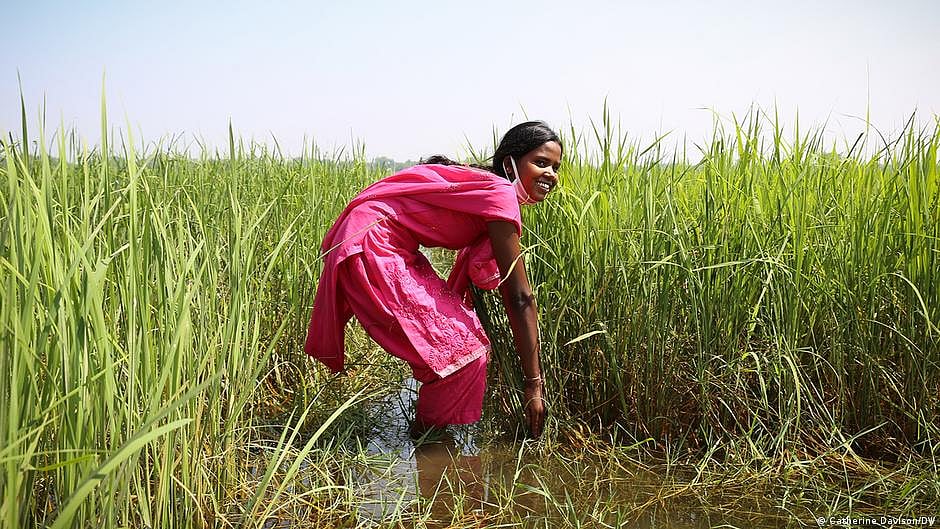 This is likely to worsen food insecurity in many countries that rely on rice as a staple (Photo: DW)