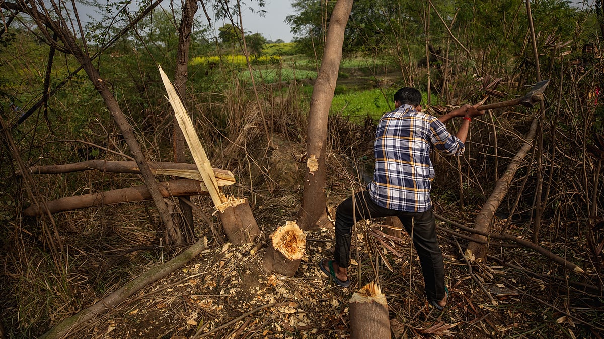 The court's green protection efforts in recent times have faced resistance from authorities (photo: Getty Images)