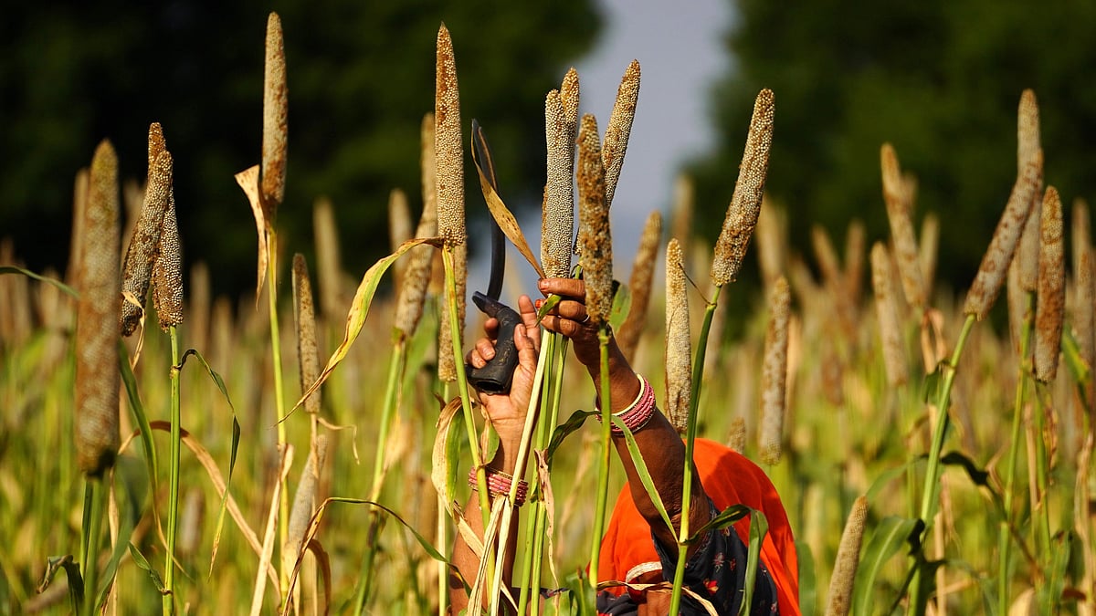 Urgent need to adapt pearl millet farming to changing climate, say researchers