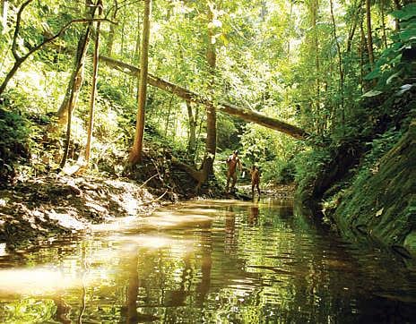 Tribal lives here are inextricably linked to the rainforests