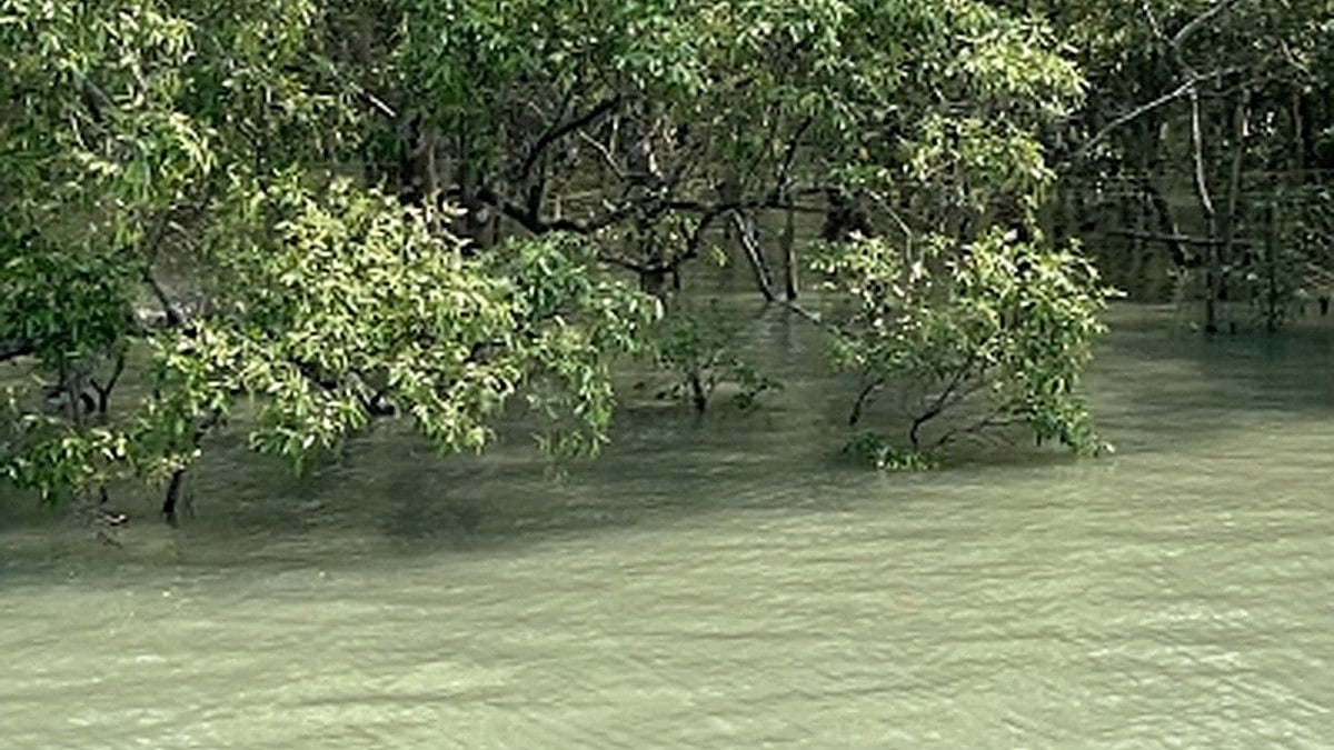 Unique mangroves, fish-eating tigers: Why Sunderban is on UNESCO World Heritage Site list  