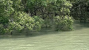 Unique mangroves, fish-eating tigers: Why Sunderban is on UNESCO World Heritage Site list