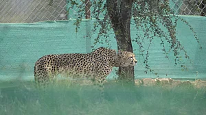 Where are the cheetahs of Kuno National Park? Not a one in sight