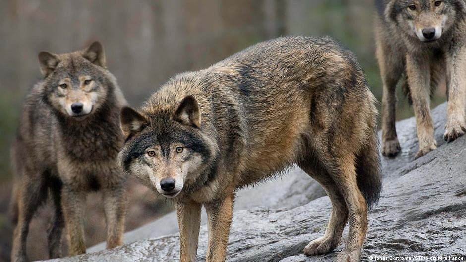 A pack of wolves (Representational image)