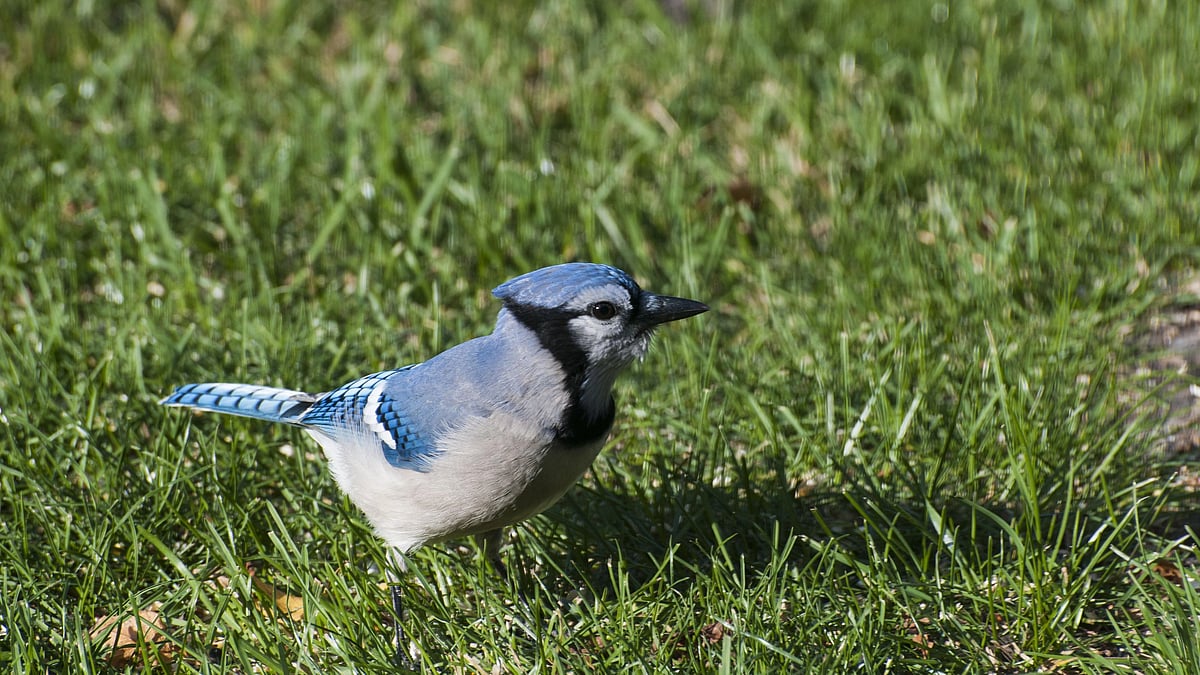 Blue Jays are one of the most advanced vocal learners (Photo: Getty Images)