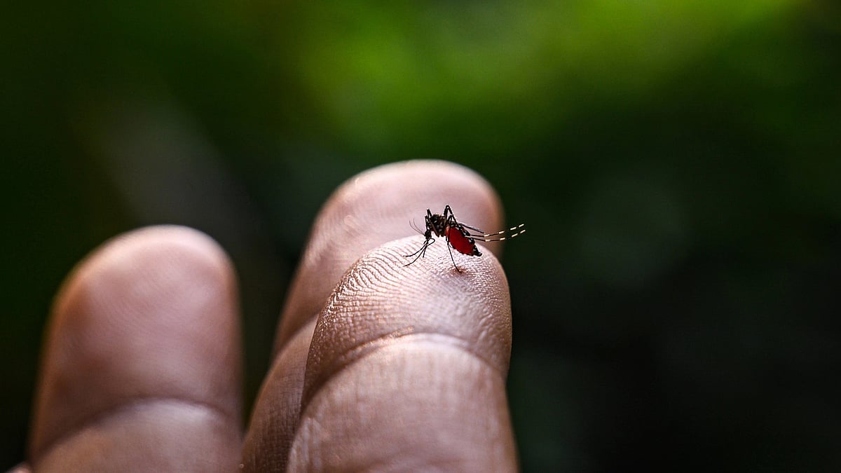 Bihar's dengue outbreak tally reaches 917 cases