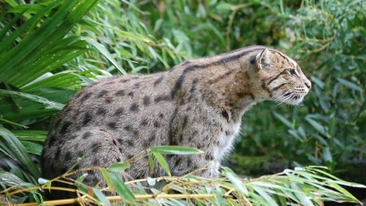 Bengal forest dept worried over increasing human attacks on fishing cats
