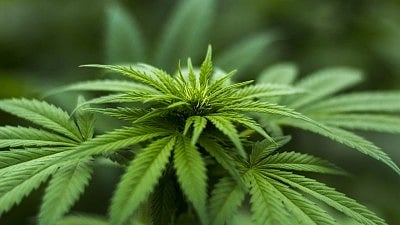 Cannabis use disorder may raise heart problem risk by 60%, says study