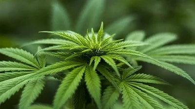 Cannabis leaf (photo: IANS)