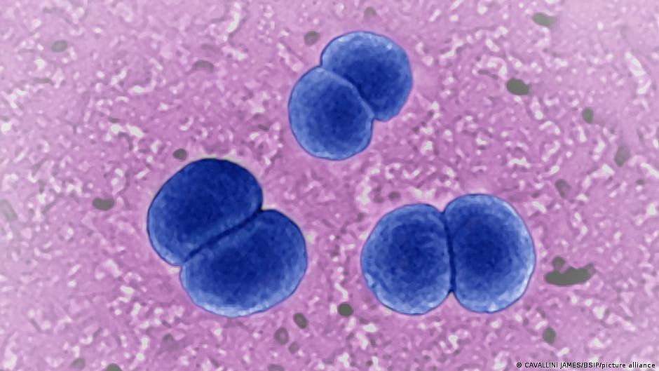 Bacteria don't have brains, but they can gather information from their environment, finds new study. (representative image) (Photo: National Herald archives)