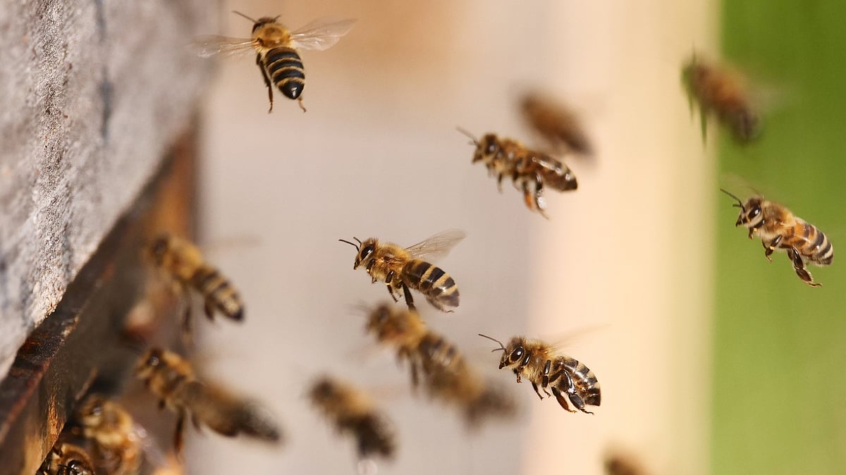 One dead, 14 hospitalised in K’taka village after bee attack