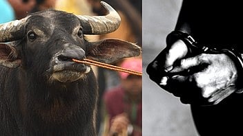 58-year-old buffalo theft case: Accused finally arrested by Karnataka police