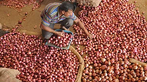 Nashik onion wholesalers on indefinite strike to protest export duty rise