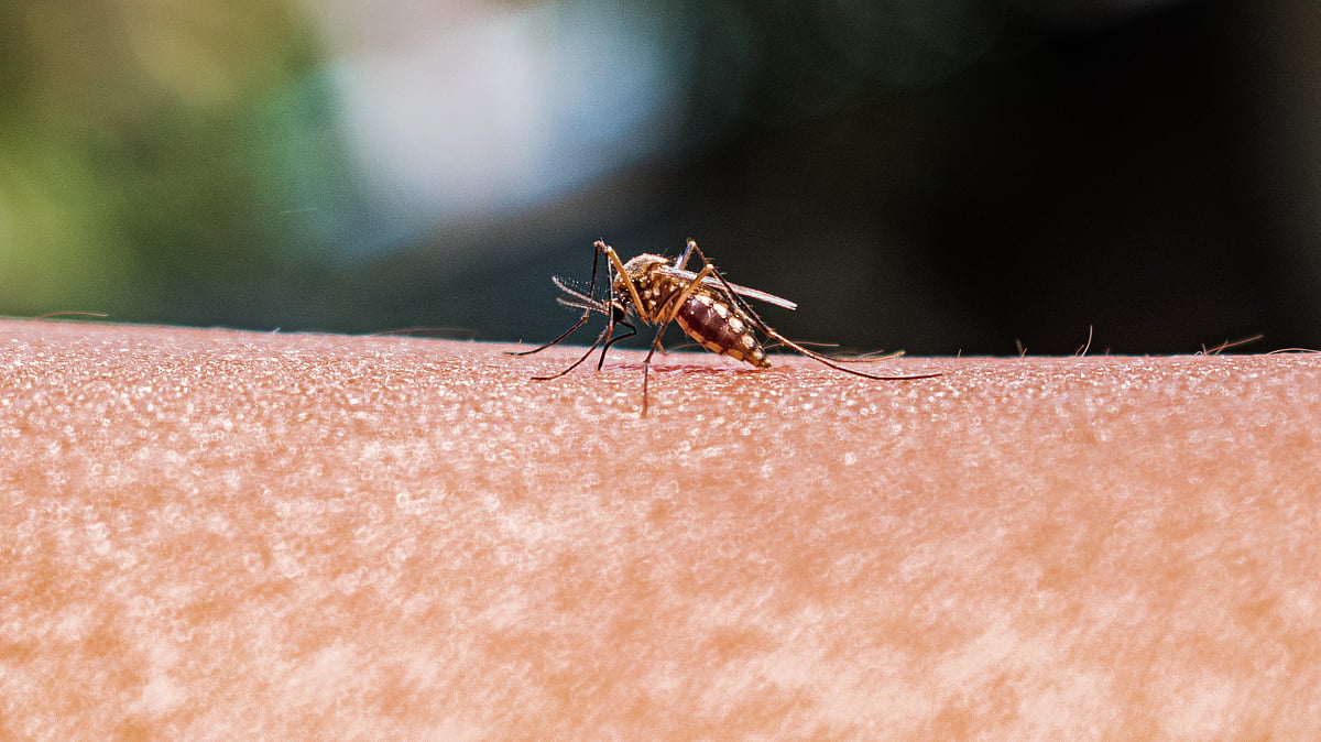 Amid rising dengue cases, UP instructs students to wear full-sleeved clothes