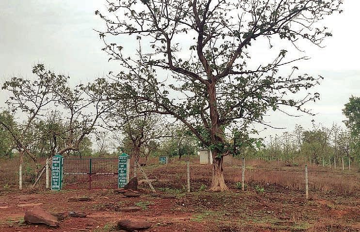 A Green India Mission plantation in Madhya Pradesh’s Panna district, June 2023 (photo: Aditi Vajpeyi/ Article 14)