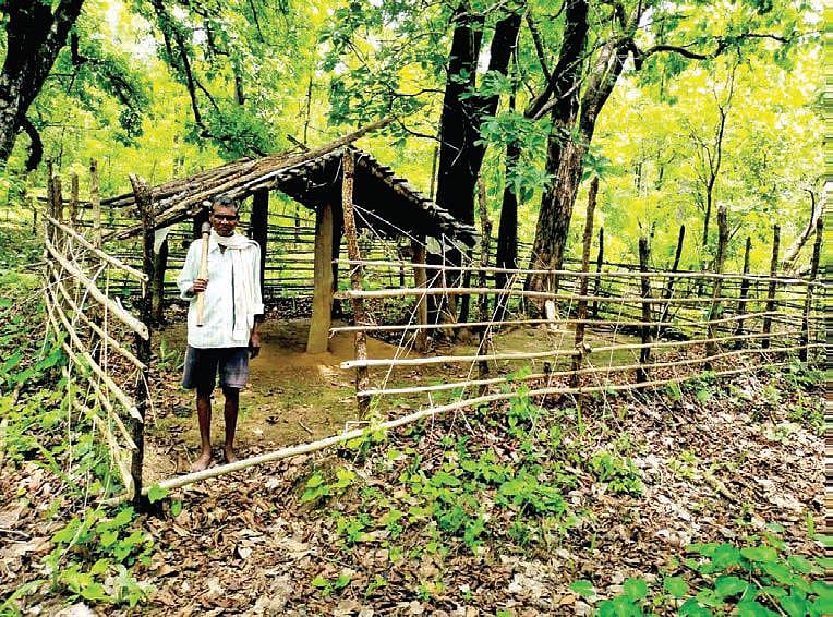 Varlu Kolu Uikey in the backyard of his home in forests of Maharashtra’s
Gadchiroli district;