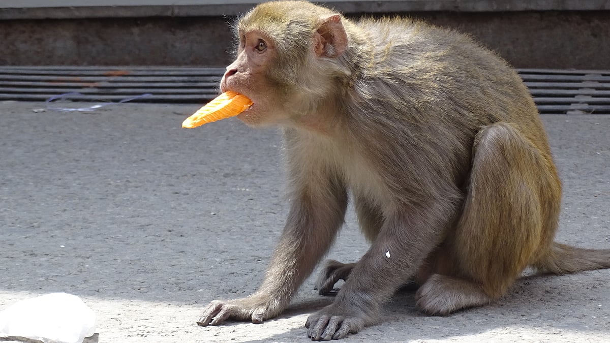Monkeying around with the census, consensus and con-sensus