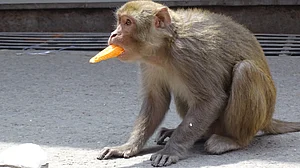 Monkeying around with the census, consensus and con-sensus
