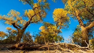 Isoprene from plants is the second-highest emitted hydrocarbon on Earth, only behind methane emissions from human activity (Photo: IANS)